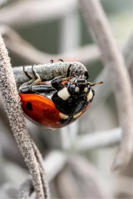Beestjesavontuur 4, de foto