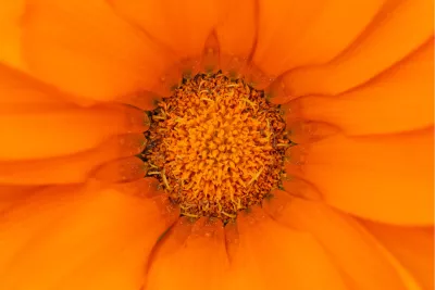 Oranjegouden bloem, de foto