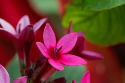 Sterbloem, de foto