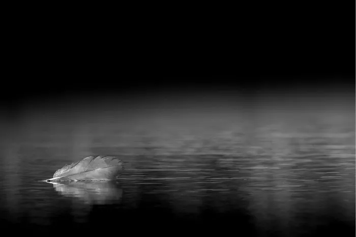 Klein veertje dat op donker water drijft in zwart-wit