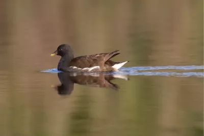 Geen Waterkip, de foto