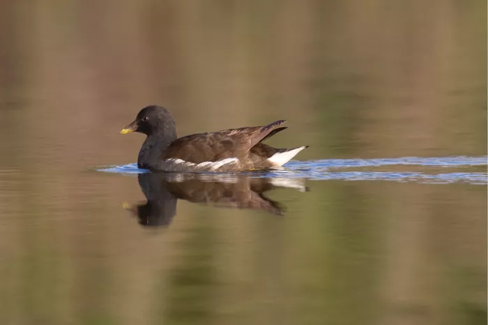 Bruine waterhoen die zwemt en spiegelt in stil water met een rimpelspoor