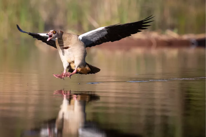 Nijlgans die op het water landt met gespreide vleugels en open snavel