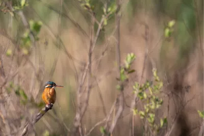 IJsvogel op uitkijk, de foto