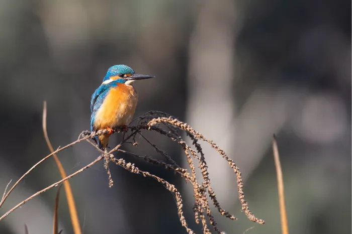 IJsvogel met blauwe rug en oranje borst op een droge stengel