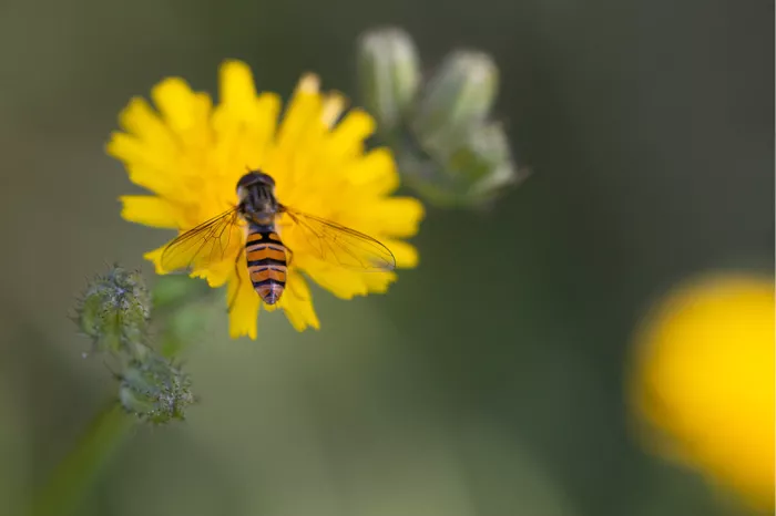 Marmeladezweefvlieg met gestreept achterlijf op een gele bloem