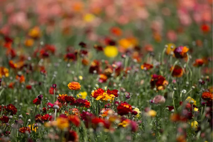 Veld met rode, oranje, gele en roze bloemen die naar achteren vervagen