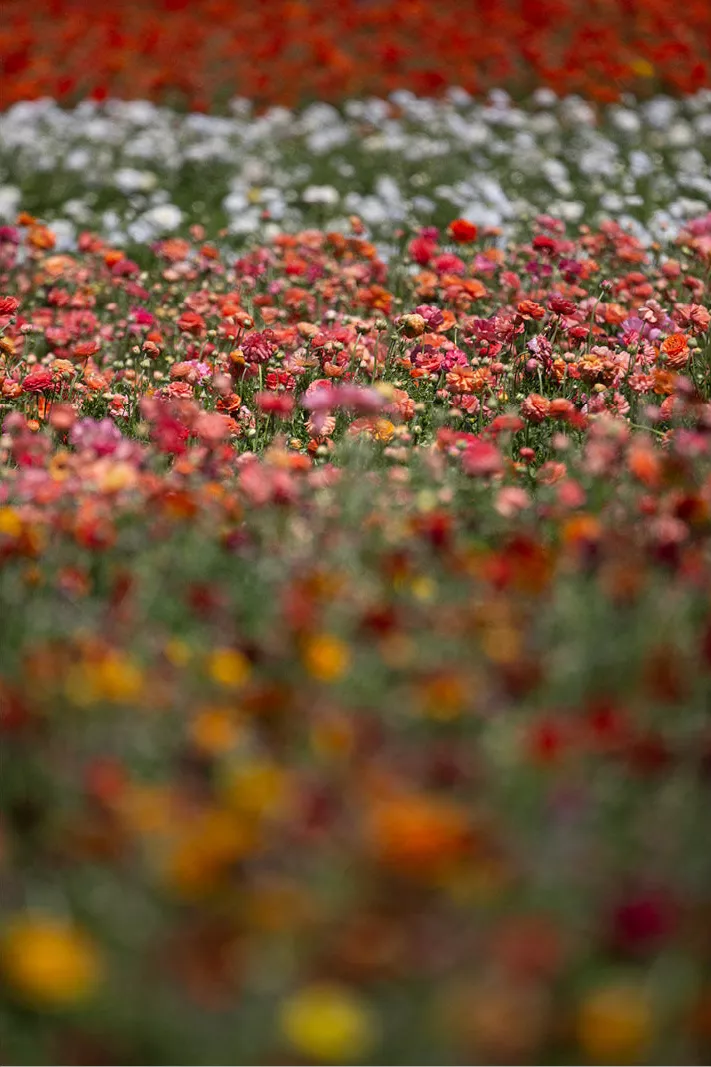 Bloemenveld in banen van rood, wit en roze in staand formaat