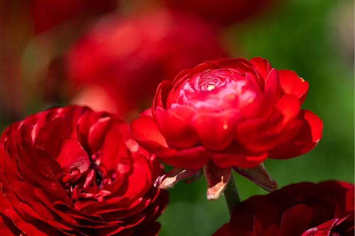 Helderrode ranonkel tussen donkerrode gevulde bloemen