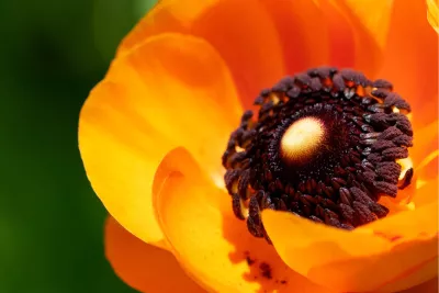 Oranje Ranonkel, de foto