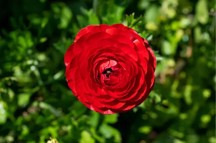 Rode ranonkel als rozet van bovenaf tussen groen blad