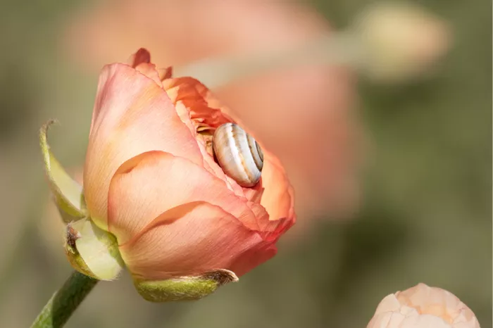 Witgestreepte tuinslak tussen de blaadjes van een zalmroze bloem
