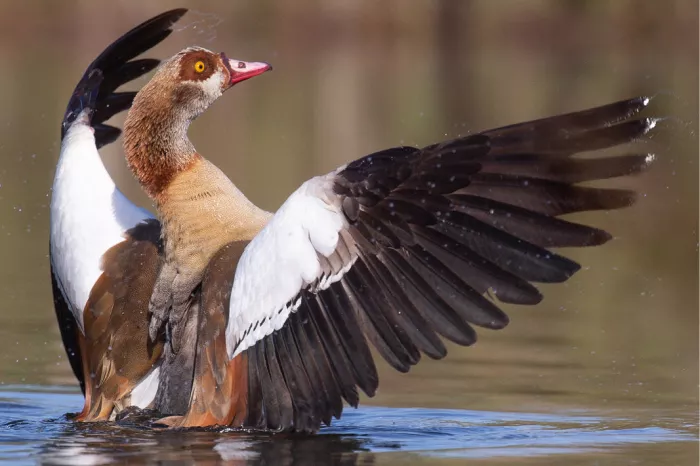 Nijlgans van dichtbij met opgeheven vleugels en spattende druppels