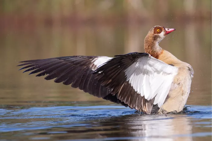 Nijlgans in de vijver met breed uitgestrekte vleugels na de landing