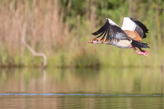 Nijlgans die laag over het water vliegt met de poten naar voren voor de landing