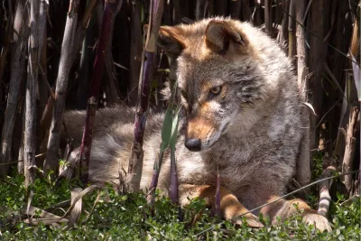 Coyote Beauty 1, de foto