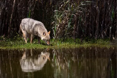 Coyote Beauty 2, de foto