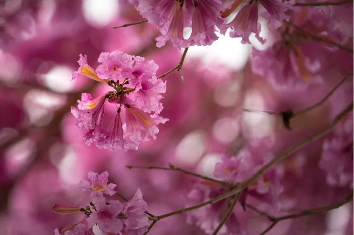 Dit zijn bloemen van de roze trompetboom, die bekend staat onder verschillende wetenschappelijke namen, waaronder Handroanthus impetiginosus en Tabebuia rosea. 