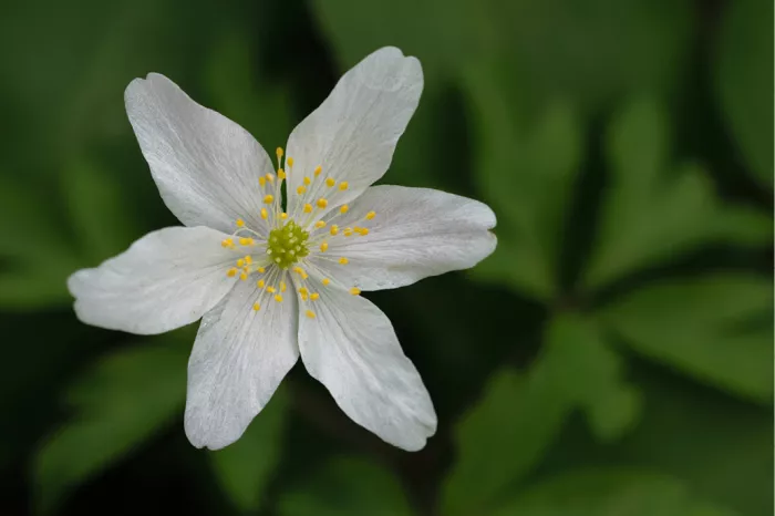 Witte bosanemoon met gele meeldraden tegen donkergroen blad
