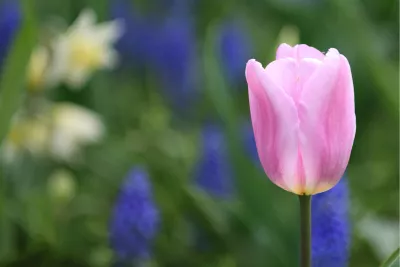 Roze tulp, de foto