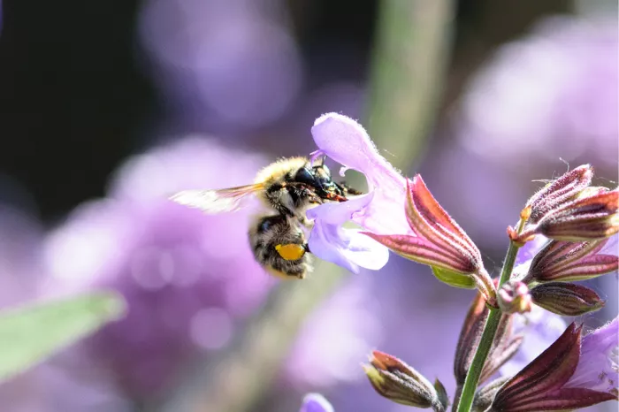 Hommel aan een lila bloem met roodbruine kelkjes tegen een paarse achtergrond