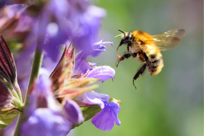 Vliegende hommel met oranjegeel lijf naar een paarse saliebloem