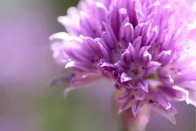 Bieslookbloem, de foto