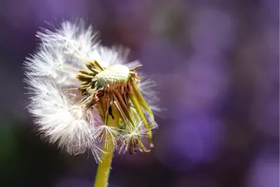 Pluisjes in de wind 3, de foto