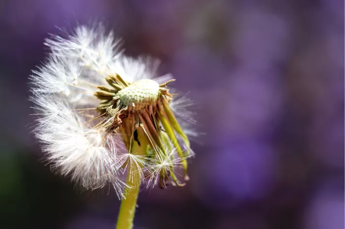Pluizenbol van een paardenbloem op een stengel tegen een paarsblauwe achtergrond