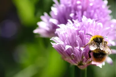Bieslookbloem met bij, de foto