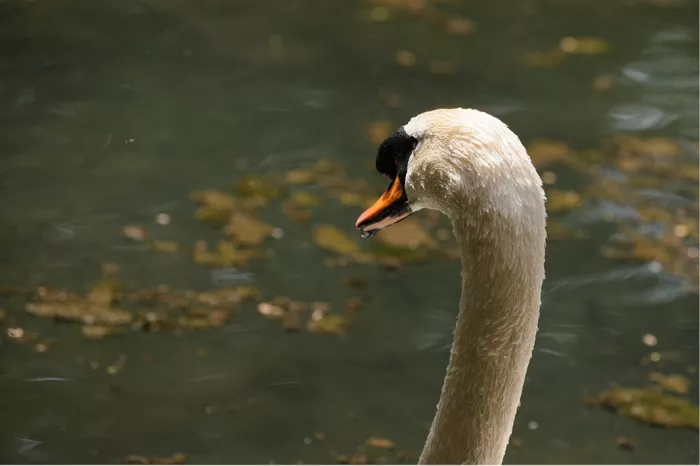 Een zwaan die over het wateroppervlak kijkt. Het dier heeft een witte nek en een oranje snavel met een zwarte knobbel aan de basis.