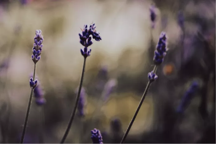 Engelse lavendel wordt vaak gebruikt in tuinen, kruidentuinen en geurtuinen. De plant staat bekend om zijn lange stengels met donkerpaarse bloemen.