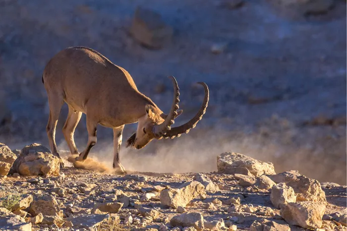 Nubische steenbok met gebogen hoorns die stof opschraapt op een rotsige bodem