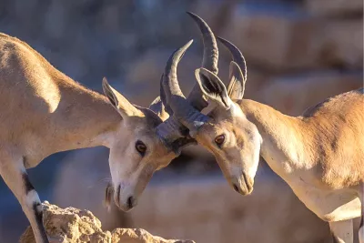 Nubische steenbok 2, de foto
