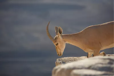 Nubische steenbok 3, de foto