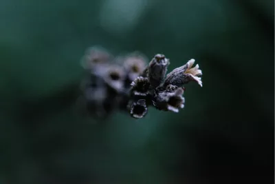 Droge lavendel, de foto