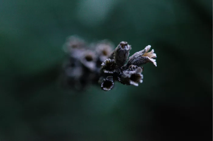 Een gedroogde lavendelbloem. Lavendel (Lavandula) is een geslacht van bloeiende planten uit de lipbloemenfamilie (Lamiaceae) en staat bekend om zijn geurige bloemen en bladeren.