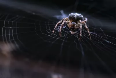 Spooky spider, de foto