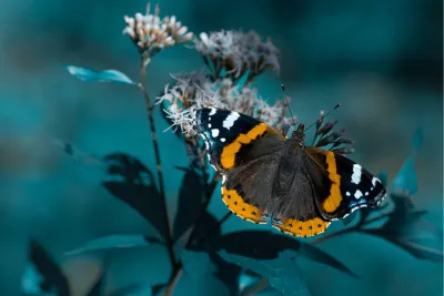 Atalanta 1, de foto