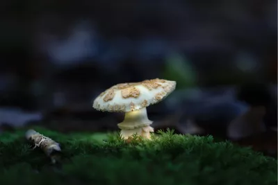 Gele knolamaniet, de foto
