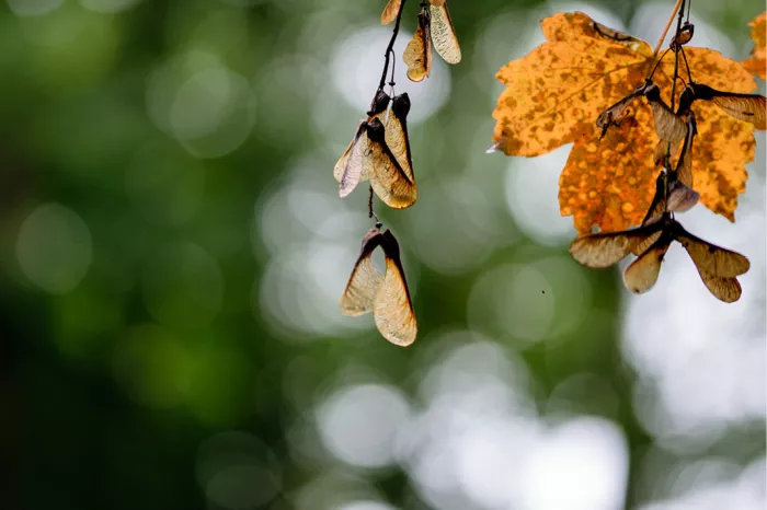 Gevleugelde esdoornzaden en een oranje herfstblad tegen groene en witte lichtbolletjes