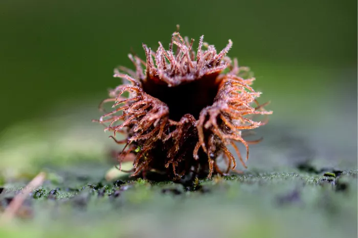De Stemonitis splendens, ook bekend als de 'chocolate tube slime mold'. Dit is een soort slijmzwam die op rottend hout groeit. 