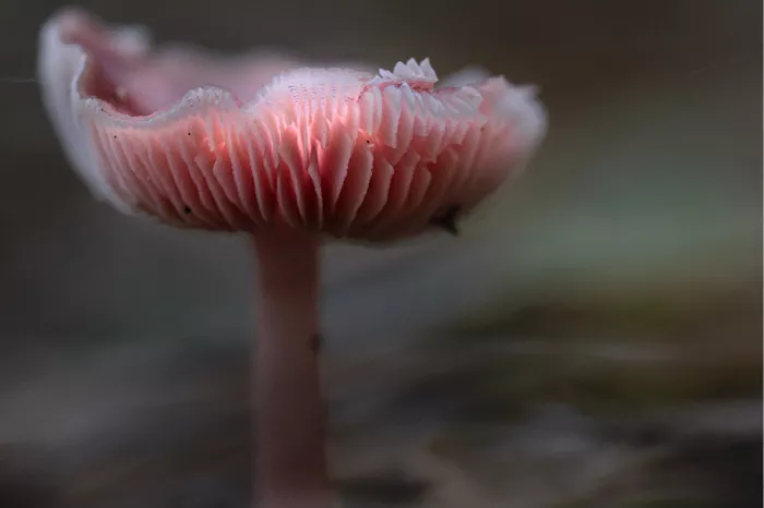 Roze paddenstoel van onderen gezien met fijne roze plaatjes
