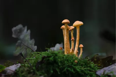 Zwavelkoppen 1, de foto