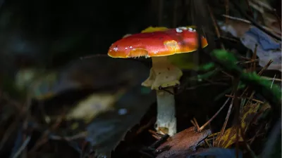 Verstopte vliegenzwam, de foto