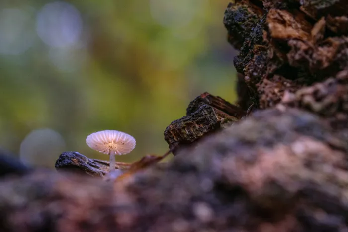 Klein bleek paddenstoeltje op rottend hout met een wazige groene achtergrond