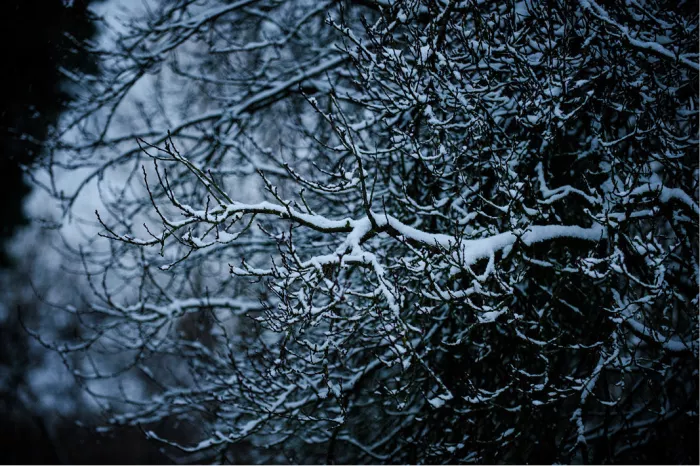 Netwerk van besneeuwde takken tegen een donkere blauwgrijze achtergrond