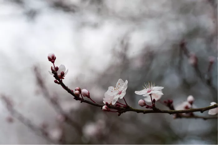 Takje met twee witte bloesems en roze knopjes tegen een grijze achtergrond
