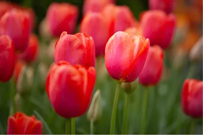 Rode tulpen, de foto