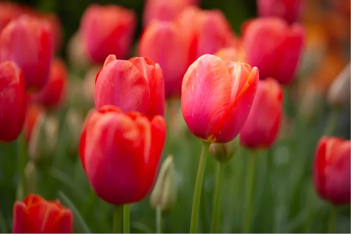Rode tulpen in een bloembed met twee scherpe bloemen in het midden